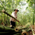 Cây tre – Nguồn gốc, đặc điểm, công dụng và ý nghĩa