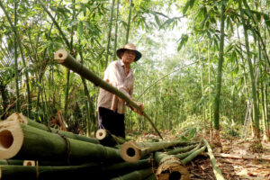 Cây tre – Nguồn gốc, đặc điểm, công dụng và ý nghĩa