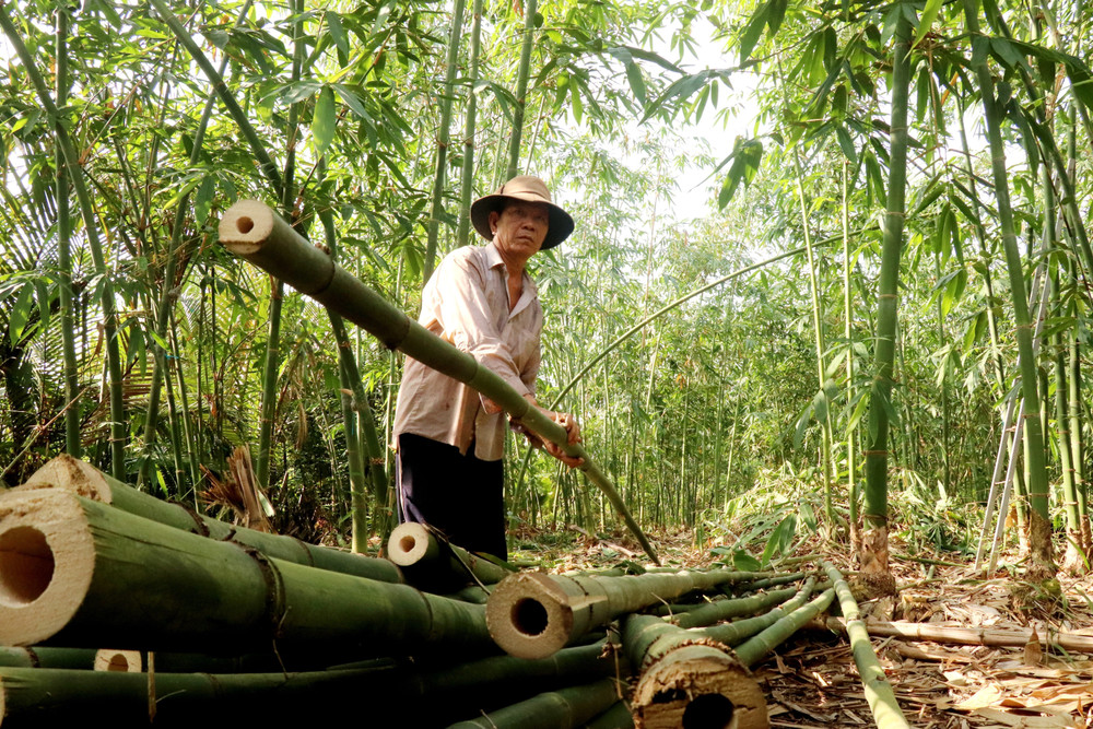Cây tre – Nguồn gốc, đặc điểm, công dụng và ý nghĩa